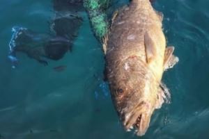 自由身待业中！36岁前国脚阿兰晒出捕获巨型石斑鱼的照片